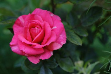 Yeşil bahçede açan güzel pembe gülün yakın çekimi.