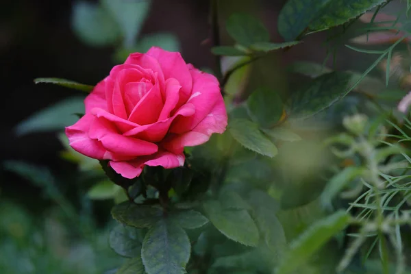 Ανθισμένο Ροζ Τριαντάφυλλο Εξωτερικούς Χώρους Στον Καταπράσινο Κήπο Του Καλοκαιριού — Φωτογραφία Αρχείου