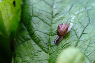Yeşil yapraklı salyangoz makrosu açık hava yaz bahçesinde