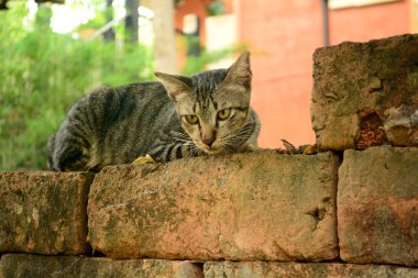 Taş duvar yalnız kedi.