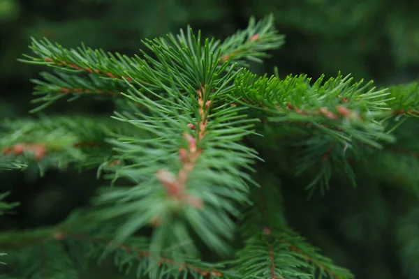 Spruce green branch. Christmas evergreen tree. For wallpaper, postcards and backdrops.Spruce green branch. Christmas evergreen tree. For wallpaper, postcards and backdrops.
