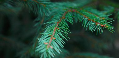 Sonsuza dek yeşil bir ağacın Macro fotoğrafı. Doğa fotoğrafı. Arkaplan, duvar kağıdı ve kartpostallar için.