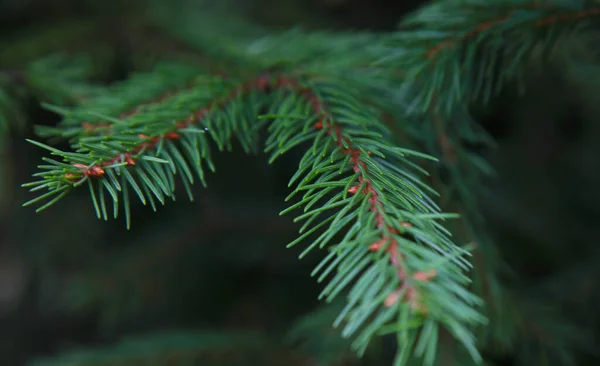 Macro photo of an evergreen tree. Nature photo. For background, wallpaper and postcards.