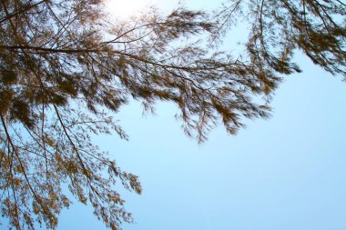 Mavi gökyüzüne karşı tropik bir ağacın dalları ve güneş parlıyor. Gökyüzünün doğal fotoğrafı. Denizde dinlen. İnsansız fotoğraflar. Idyll tatilde..