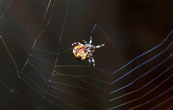The spider weaves a web. Macro photo of the spider\'s web formation process. Web creation work. A frightening insect.