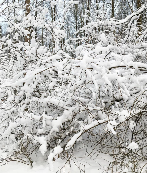 Cespugli Sotto Una Grande Copertura Neve Bellezza Invernale Innevata Nella — Foto Stock