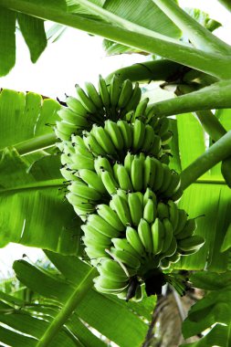 Ağaçta olgunlaşan yeşil muzlar. Tropik meyve. Yeşil egzotik bahçe. Duvar kağıdı, arkaplan ve kartpostallar için.