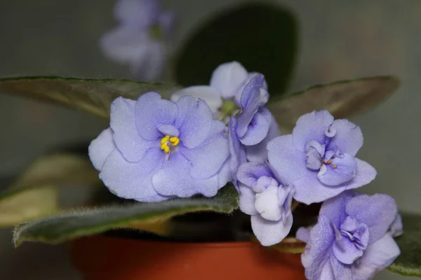 紫罗兰与树叶搭配在一起 盆栽植物的宏观照片 你自己家里的花园最喜欢的业余爱好 背景和明信片 — 图库照片