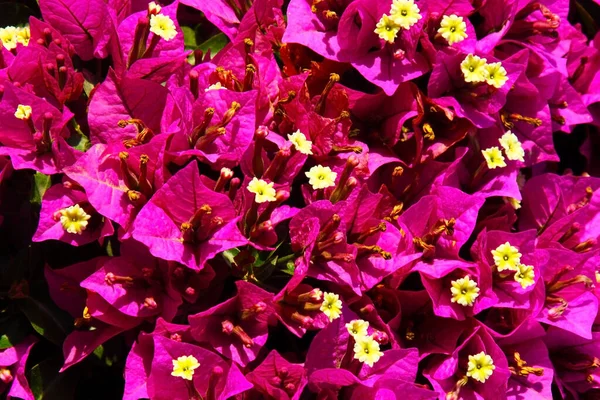 一片粉红色花朵的小草地 植物的夏天开花 盛开的公园夏天 背景和明信片 — 图库照片