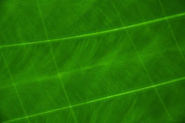 Texture Verte Une Grande Feuille Banane Modèle Tropical Lignes Textures — Photo