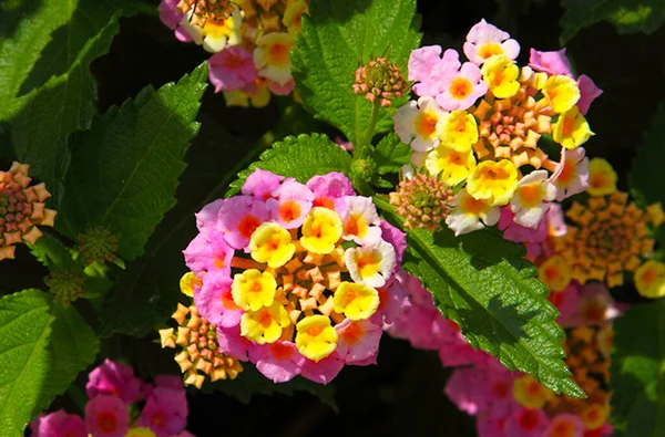 Lantala Camara Amarelo Rosa Floração Verão Plantas Jardim Florescente Verão — Fotografia de Stock