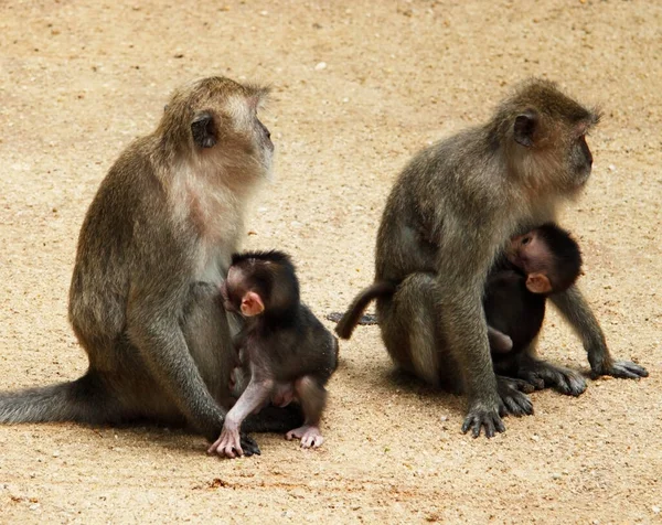 Monkeys feed their young. Exotic animal at the zoo. For wallpaper, background and postcards.