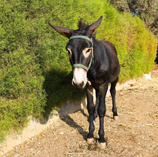 The brown donkey stands peacefully. The favorite animal of the population of Cyprus. For wallpapers, backgrounds and postcards.