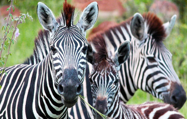 Three African zebras. Monochrome animal in the savannah. Exotic animals. For wallpaper, background and postcards.