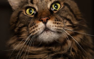 Kedi burnunu kapat. Maine Rakun Ağzı, yakın plan bıyıklı.