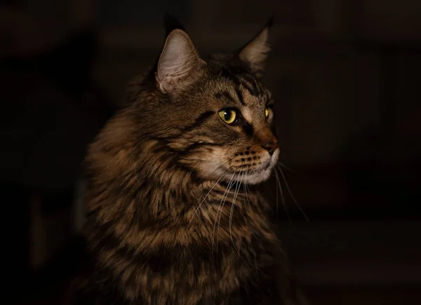 Maine Coon Potrait Πάνω Από Μαύρο Φόντο Κοιτάζοντας Πέρα — Φωτογραφία Αρχείου