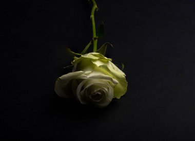 Siyah arka planda, koyu gölgeli beyaz bir gül..