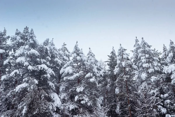 Invierno Bosque Con Copas Abetos Nieve Cielo Azul Claro Vista —  Fotos de Stock