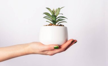 Beyaz tenceredeki yeşil bitkiyi tutan kadın el.