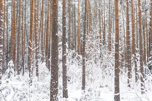 Troncos Árboles Con Nieve Bosque Invierno Paisaje Heladas Escénicas —  Fotos de Stock