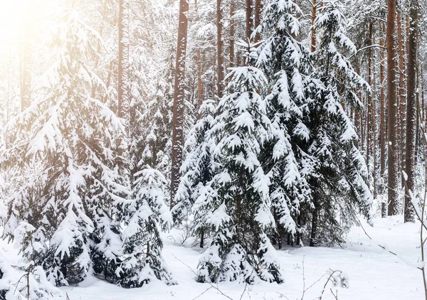 Pinos Abetos Nieve Bosque Invierno Paisaje Heladas Escénicas Tiempo Soleado —  Fotos de Stock