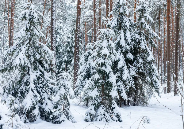 Pinos Abetos Nieve Bosque Invierno Paisaje Heladas Escénicas —  Fotos de Stock