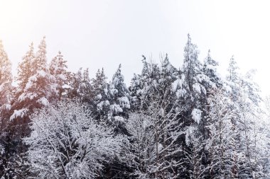 Kışın çam ve köknar ağaçlarının tepeleri.