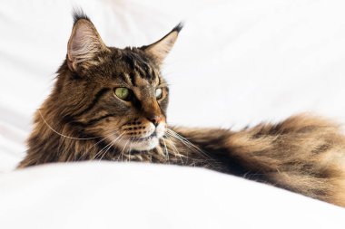 Beyaz üzerinde siyah ve kahverengi kürklü Maine Rakun Kedisi.