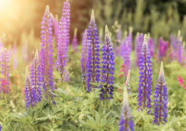 Yaz tarlasında büyüyen Lupins çiçekleri kapanıyor. Yumuşak menekşe ya da çayırda mor flora
