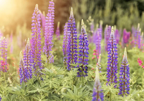Lupins flores que crecen en el campo de verano de cerca. Tierna flora violeta o púrpura suave en el prado —  Fotos de Stock