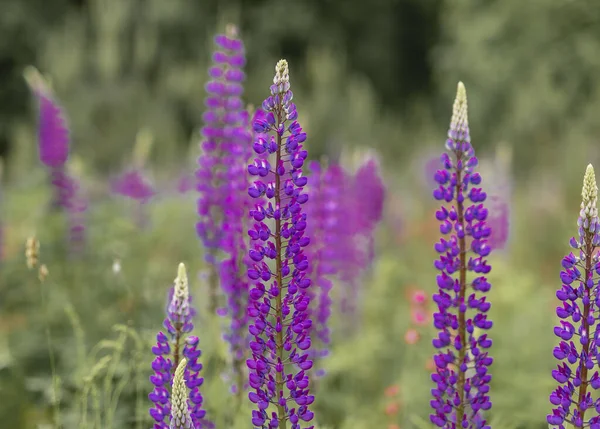 草の中の美しい紫色の夏の花。草原のバイオレットルパン — ストック写真