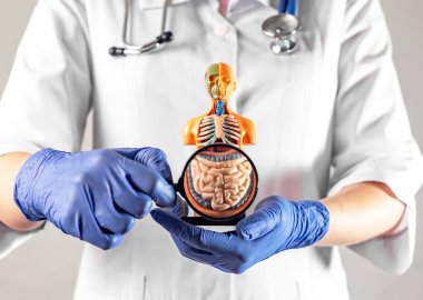 Doktorun elindeki büyüteçle bağırsak sembolü. Bağırsak tanısı ve bakımı kavramı