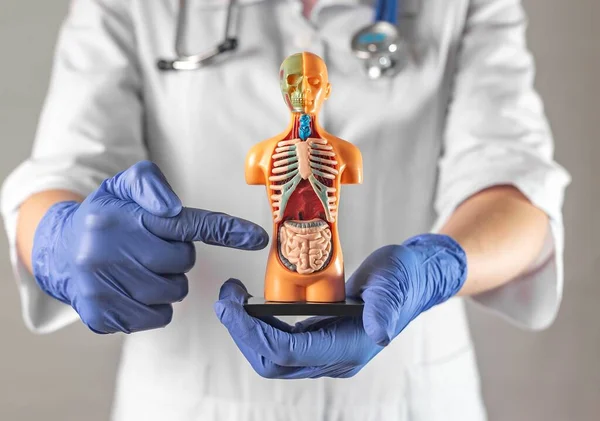 Doktor, insan vücudunun içindeki bağırsak sembolünü işaret ediyor. Bağırsak tanısı ve bakımı kavramı