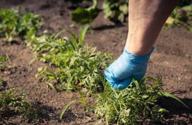 El bahçede çalışıyor ve yeşil sebze tarlasından yabani otları temizliyor.