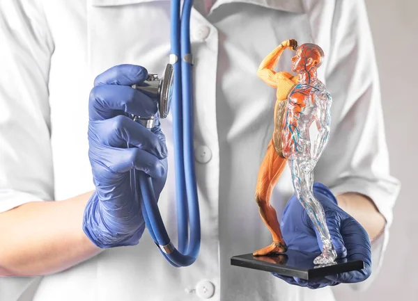 Revisión de los sistemas circulatorios y musculares del cuerpo humano. Concepto de salud. Músculos sanos y cardiovasculares —  Fotos de Stock