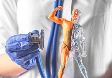 Tıbbi kontrol konsepti. Doktor, steteskopla insan modeli dinliyor. Sağlık Hizmetleri