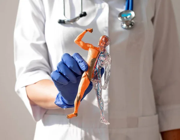 Médico manos señalando al cuerpo humano modelo 3d sin piel. Sistemas circulatorios y musculares corporales. Concepto de anatomía —  Fotos de Stock