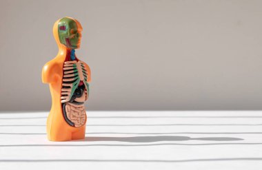 Üç boyutlu insan modeli ve arka planda iç organları fotokopi alanı için. Metin için yeri olan tıbbi anatomik pankart