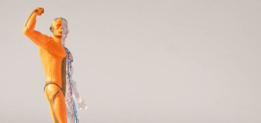 Beyaz zemin üzerinde insan vücudunun kas sistemi ve metin için kopyalama alanı. Kas anatomisi pankartı