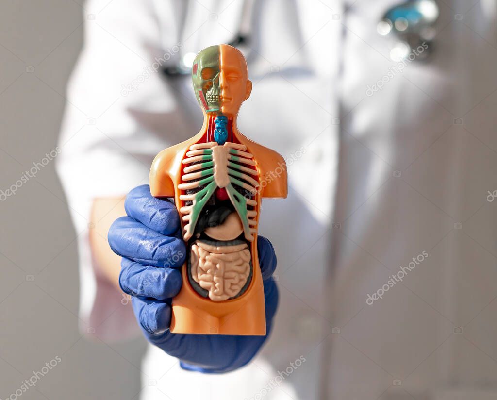 Hand in glove holding 3d human body model with inner organs. Concept of medical care