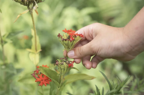 Uomini mano tenendo rosso piccolo fiore che cresce nel prato in estate — Foto Stock