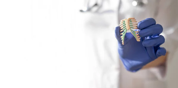 Hand in Hand mit Handschuhen, die Rippenknochen menschlichen Modells halten, aus nächster Nähe. Medizinisches weißes Banner mit Kopierraum — Stockfoto