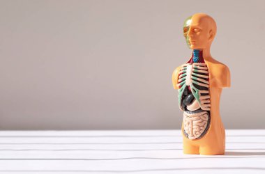 İç organları olan üç boyutlu insan modeli. Tıbbi anatomik konsept. Metin için kopyalama alanı olan anatomi pankartı