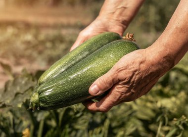 Organik eko bahçesinden kabak tutan eller. Kabak sebzeli taze hasat mevsimi