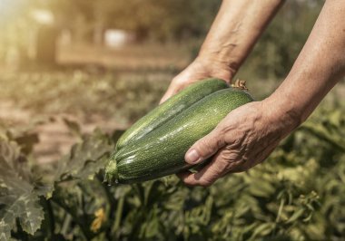 Bahçeden taze yeşil organik kabak tutan çiftçi elleri. Kabak sebze hasadı.