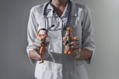 Anatomik çalışma konsepti. İnsan vücudu modelleri doktorların ellerinde.