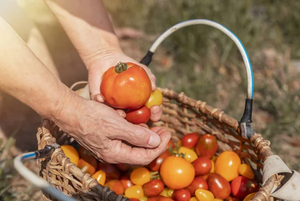 Mano de granjero cerrar con tomate sobre canasta de mimbre con verduras orgánicas frescas maduras rojas y naranjas. Cosecha de verano — Foto de Stock