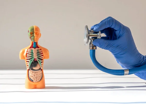 Escuchar con estetoscopio modelo de cuerpo humano sin piel con órganos internos — Foto de Stock