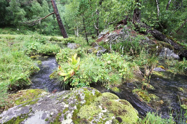 Puro arroyo de montaña — Foto de Stock