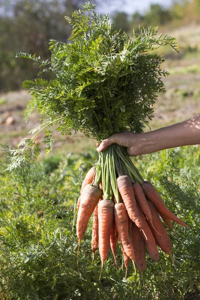 Куча свежей моркови с зелеными листьями — стоковое фото